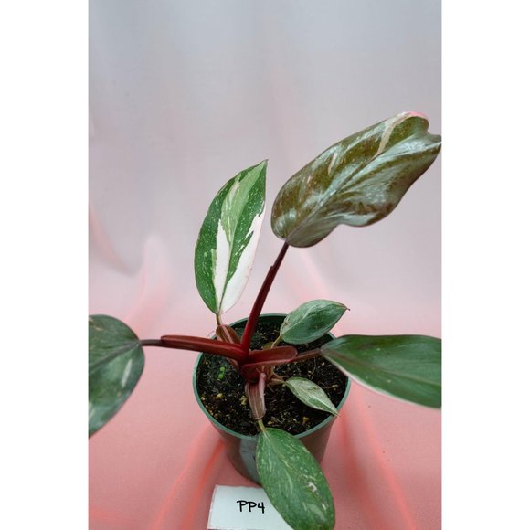 Pink Princess Philodendron 4" US Seller | RARE Pot - Picture 2 of 4